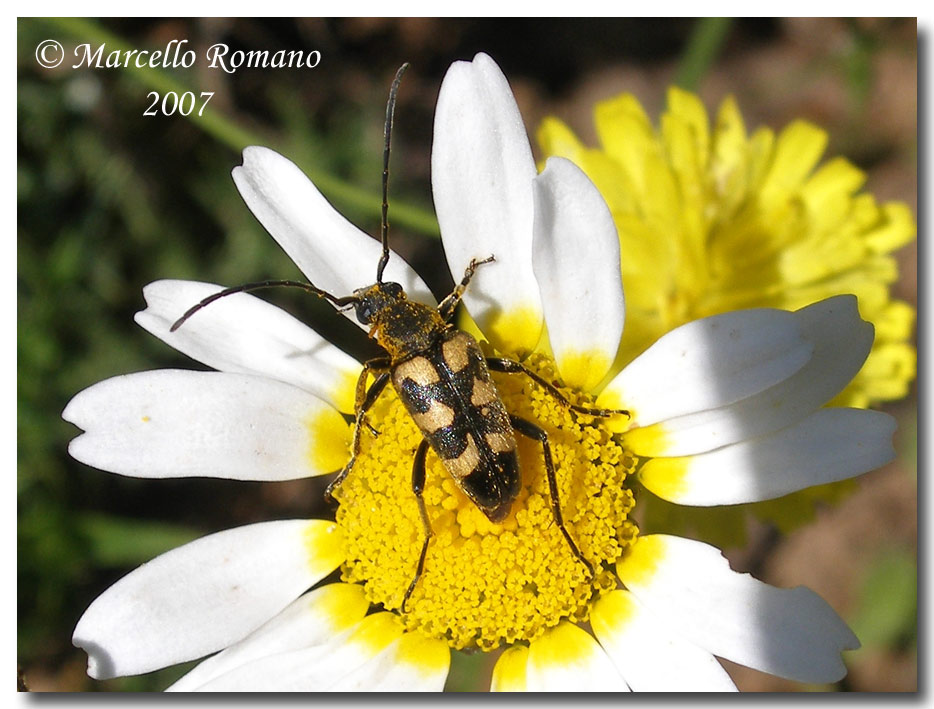 Pachytodes erraticus e P. cerambyciformis (Cerambycidae)